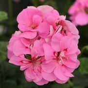 Geranium Ivy 'Precision Pink'