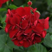 Geranium Ivy 'Precision Ruby'