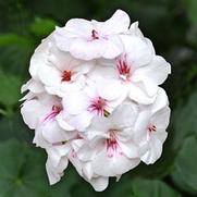 Geranium Ivy 'Precision White Red Eye Improv'