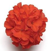 Geranium Zonal 'Fantasia Coral' Geranium Zonal 'Fantasia Coral'