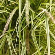Pennisetum setaceum 'Skyrocket' Pennisetum setaceum 'Skyrocket'