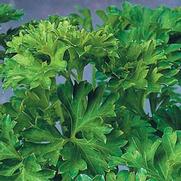 Parsley 'Curly'