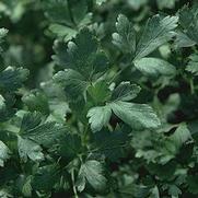 Parsley 'Italian Dark Single'