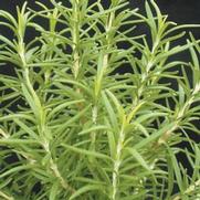 Rosemary 'Officinalis Barbecue'