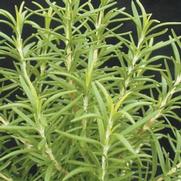 Rosmarinus officinalis 'Barbecue'