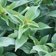 Salvia officinalis 'Pineapple'