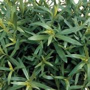 Herb Tarragon 'French' Herb Tarragon 'French'