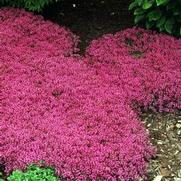 Thyme praecox 'Coccineus'