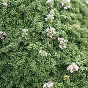 Herb Thyme 'Serpyllum Elfin' Herb Thyme 'Serpyllum Elfin'