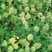 Herb Thyme 'Vulgaris English' Herb Thyme 'Vulgaris English'