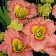 Hemerocallis hybrid 'Elegant Candy'