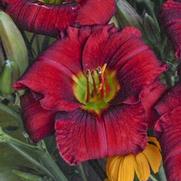 Hemerocallis hybrid 'Funny Valentine'