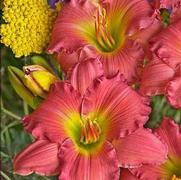 Hemerocallis hybrid 'Passionate Returns'