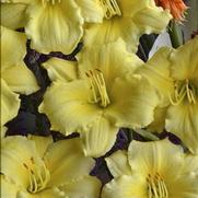 Hemerocallis hybrid 'Stella Supreme'