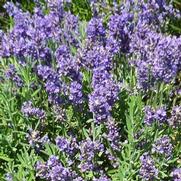 Lavandula angustifolia 'SuperBlue' Lavandula angustifolia 'SuperBlue'