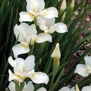 Iris siberica 'White Swirl' Iris siberica 'White Swirl'