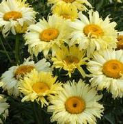 Leucanthemum superbum 'Goldfinch' Leucanthemum superbum 'Goldfinch'