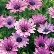 Osteospermum hybrid 'Soprano Purple' Osteospermum hybrid 'Soprano Purple'