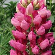 Lupinus regalis 'Morello Cherry'