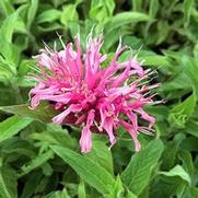 Monarda didyma 'Balmy Pink' Monarda didyma 'Balmy Pink'