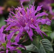 Monarda didyma 'Balmy Lilac' Monarda didyma 'Balmy Lilac'