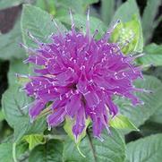 Monarda didyma 'Marshall's Delight'