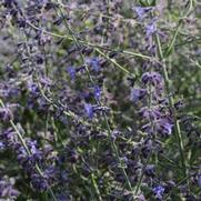 Perovskia atriplicifolia 'Crazy Blue' Perovskia atriplicifolia 'Crazy Blue'