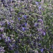 Perovskia atriplicifolia 'Crazy Blue'