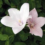 Platycodon grandiflorus 'Florist Pink'