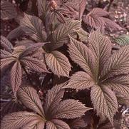 Rodgersia pinnata 'Chocolate Wings' Rodgersia pinnata 'Chocolate Wings'