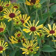 Rudbeckia subtomentosa 'Little Henry' Rudbeckia subtomentosa 'Little Henry'