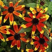 Rudbeckia triloba 'Prairie Glow' Rudbeckia triloba 'Prairie Glow'