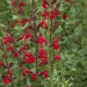 Salvia darcyi x microphylla 'Windwalker Royal Red'