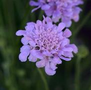 Scabiosa columbaria 'Flutter Deep Blue' Scabiosa columbaria 'Flutter Deep Blue'