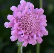 Scabiosa columbaria 'Flutter Rose Pink'
