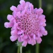 Scabiosa columbaria 'Flutter Rose Pink' Scabiosa columbaria 'Flutter Rose Pink'