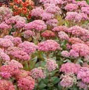 Sedum 'Party Hardy Beach Party' Sedum 'Party Hardy Beach Party'