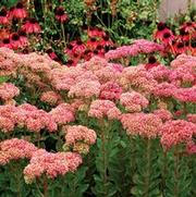 Sedum 'Pool Party' Sedum 'Pool Party'
