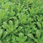 Sedum kamtschaticum 'Weihenstephaner Gold'