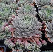 Sempervivum 'Pacific Blue Ice' Sempervivum 'Pacific Blue Ice'