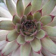 Sempervivum 'Red Beauty' Sempervivum 'Red Beauty'