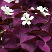 Oxalis hybrid 'Charmed Wine' Oxalis hybrid 'Charmed Wine'