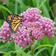 Asclepias incarnata