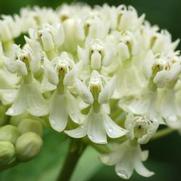 Asclepias incarnata 'Ice Ballet'