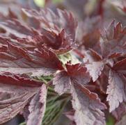 Cimicifuga 'Hillside Black Beauty' Cimicifuga 'Hillside Black Beauty'
