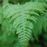 Dennstaedtia punctilobula Dennstaedtia punctilobula