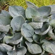 Hosta hybrid 'Big Daddy'