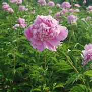 Paeonia lactiflora 'Monsieur Jules Elie'