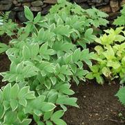 Polygonatum biflorum 'Commutatum' Polygonatum biflorum 'Commutatum'