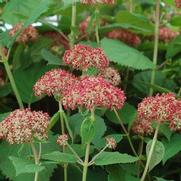 Hydrangea arborescens 'Invicibelle Spirit II'